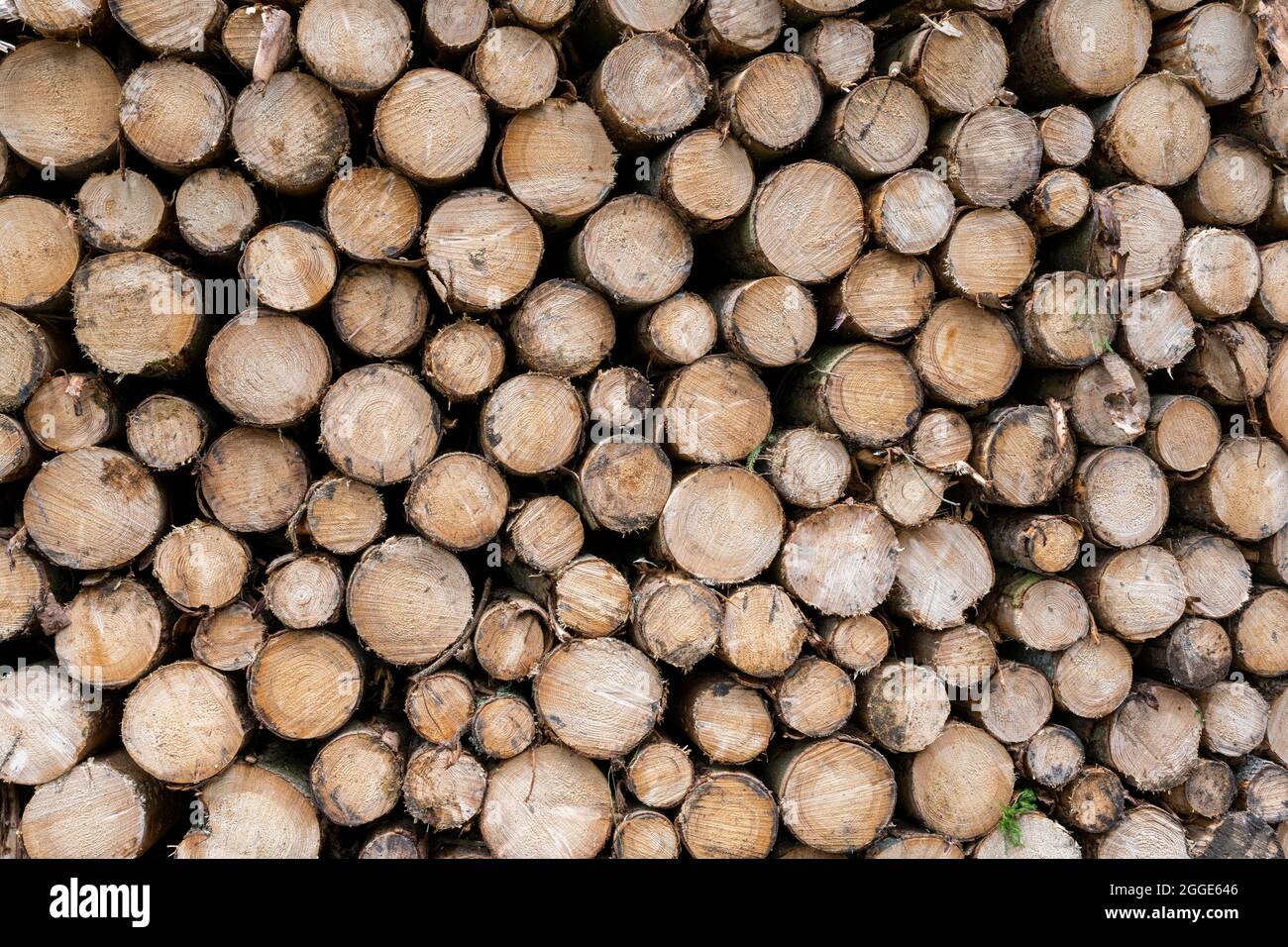 Timber industry, stacked logs, Baden-Wuerttemberg, Germany Stock Photo