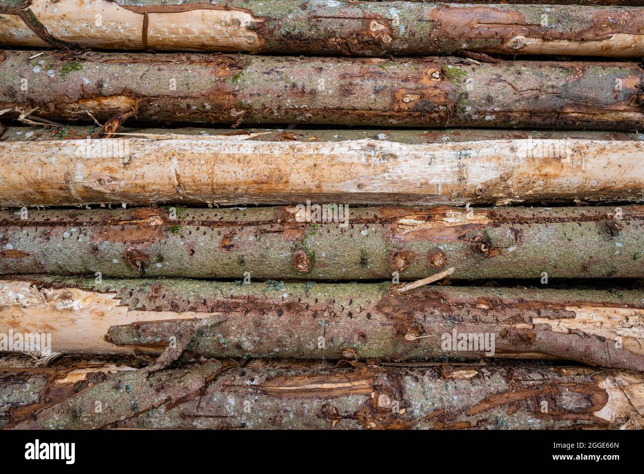 Timber industry, stacked logs, BadenWuerttemberg, Germany Stock Photo