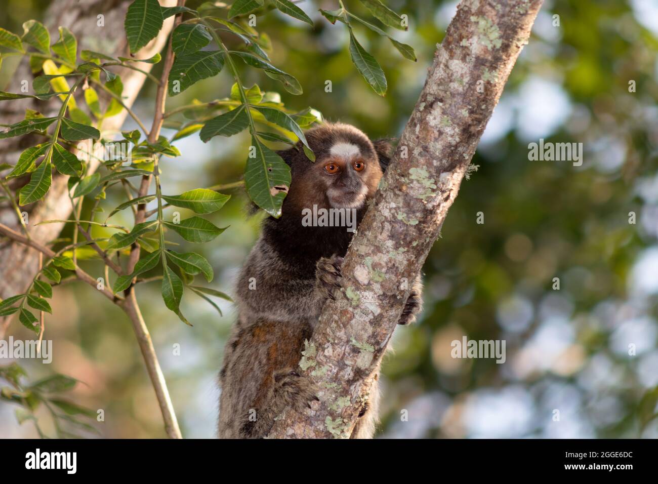 Shot taken on Jurerê Internacional Stock Photo