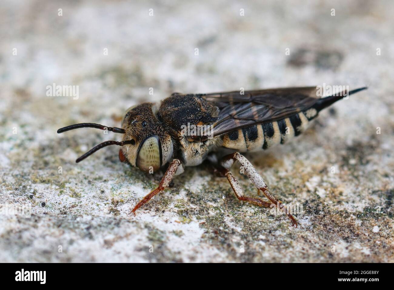 Closeup on a female Thorn-tailed sharptail bee, Coelioxys acanthura Stock Photo