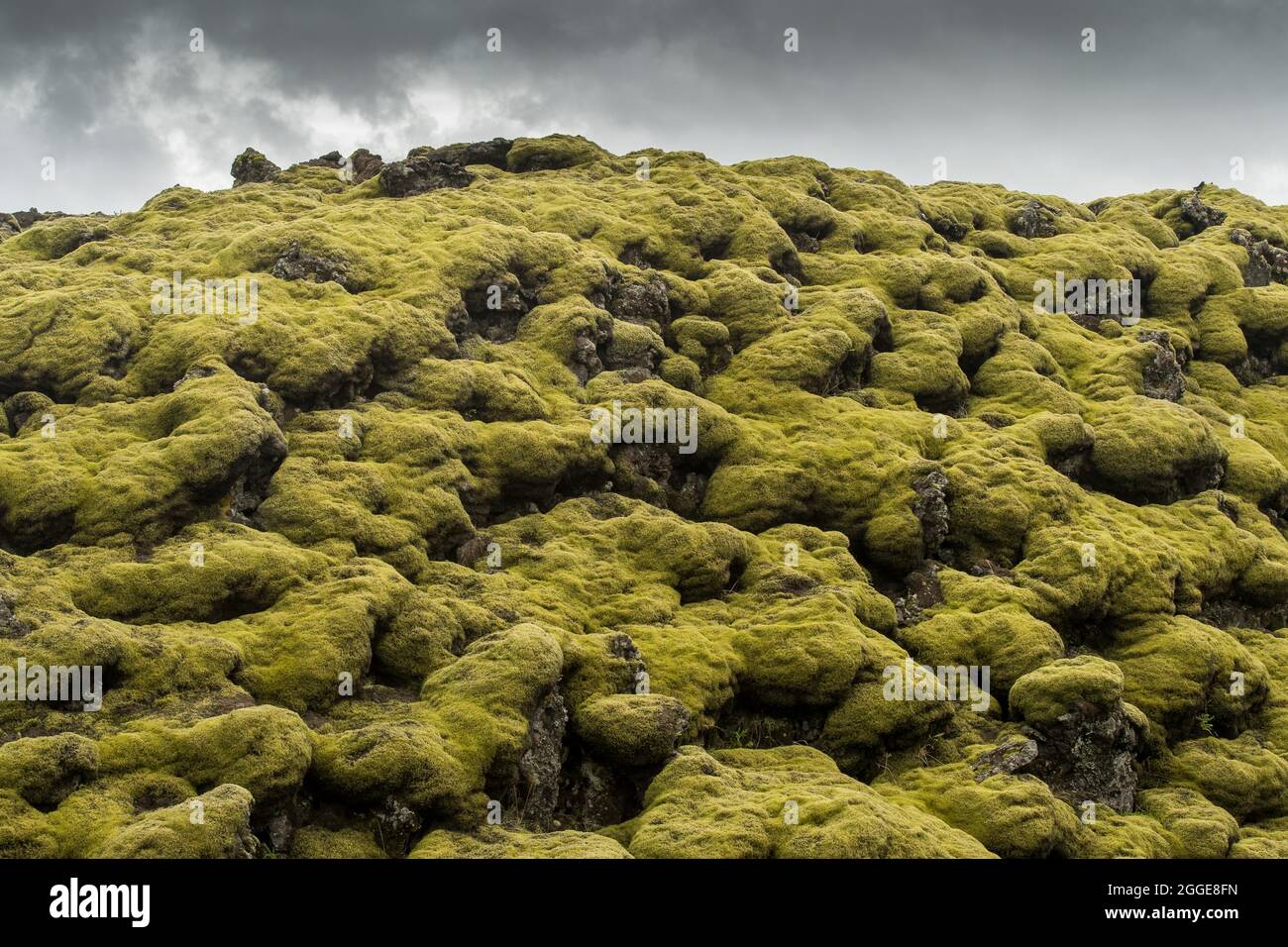 Lava overgrown by Elongated Rock Moss (Racomitrium elongatum), Ytra Hraun, near Kirkjubaejarklaustur, Kirkjubaejarklaustur, Skaftarhreppur Stock Photo