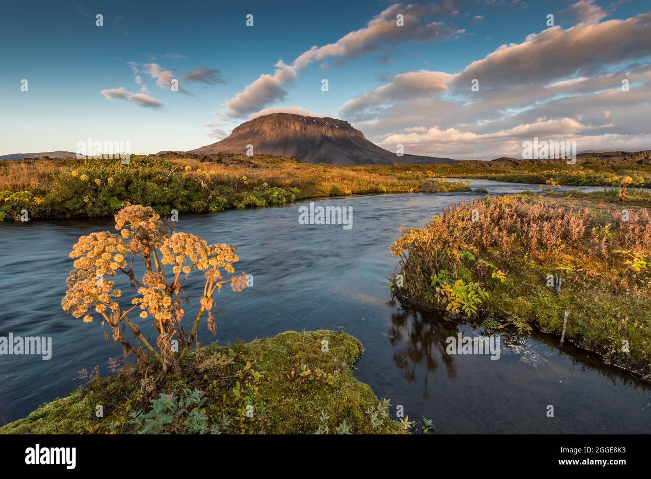 Norwegian angelica (Angelica archangelica) Heroubreioarlindir oasis