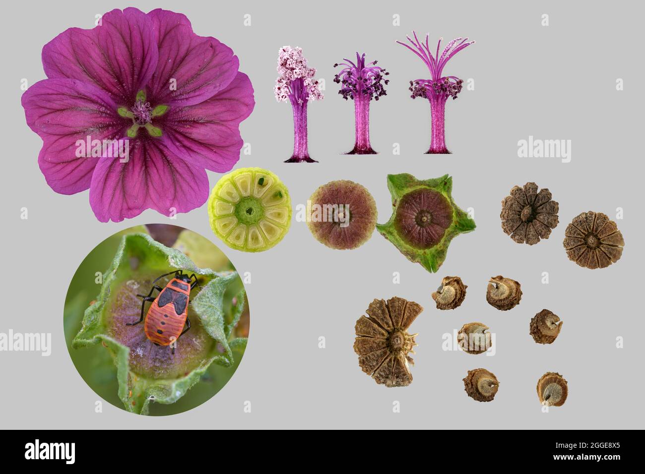 Moroccan wild mallow (Malva sylvestris subsp. subacaulis), flower, ovary, pistil, male flowering stage, female flowering stage, seed head immature Stock Photo
