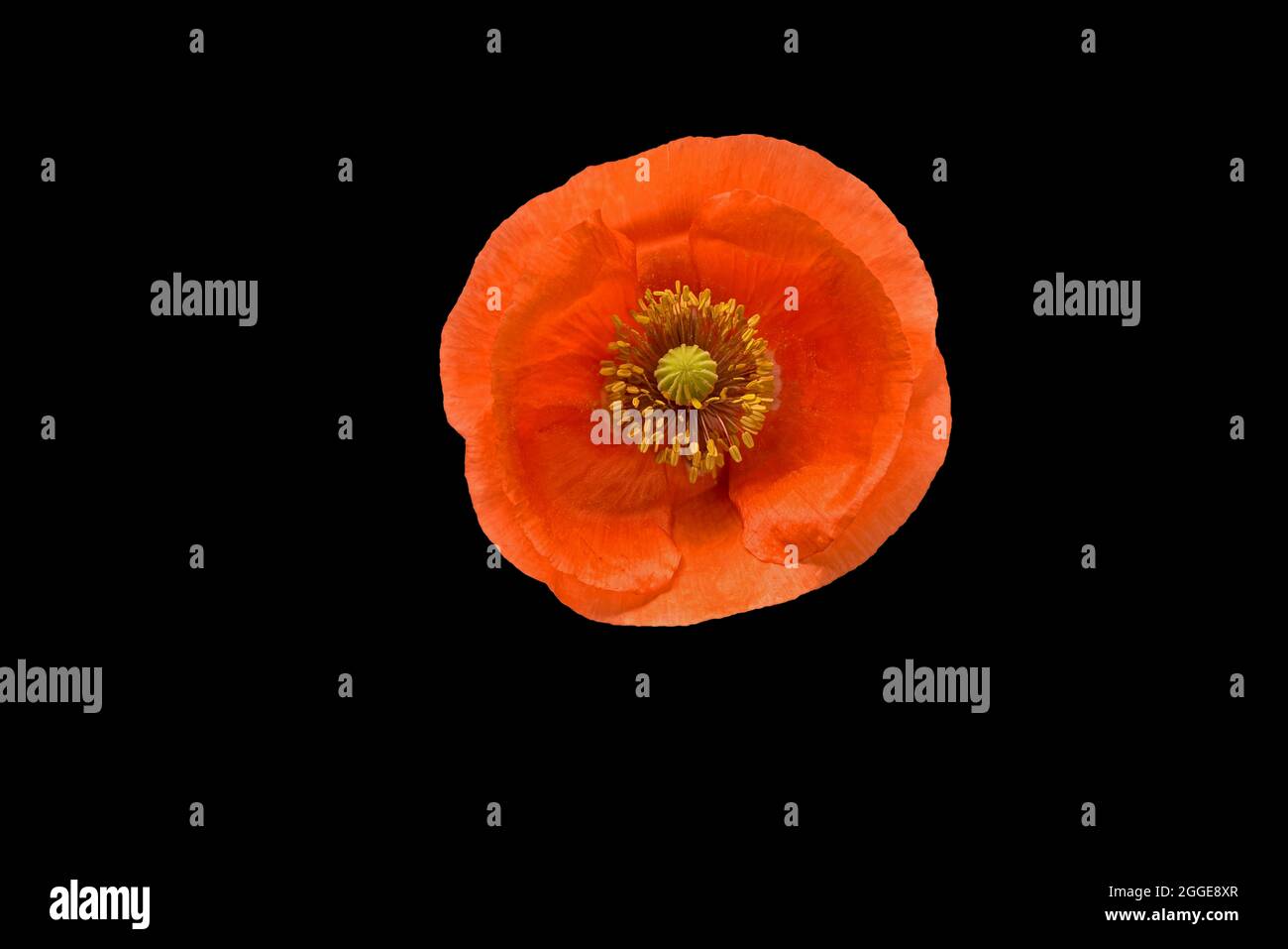 Poppy flowers (Papaver rhoeas), flower, Germany Stock Photo - Alamy