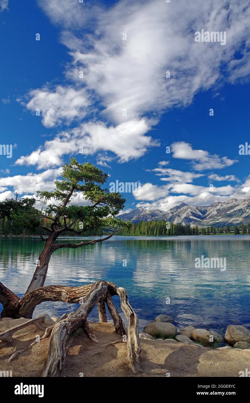 Tree in front of mountain lake, Jasper, National Park, Rocky Mountains
