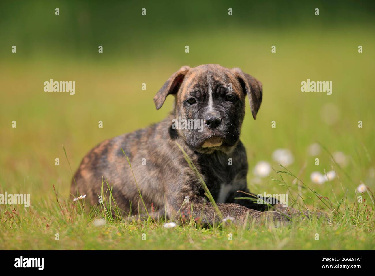 Cane Corso Boxer mix Domestic dog (Canis lupus familiaris), puppy lying in the grass, Rhineland-Palatinate, Germany Stock Photo