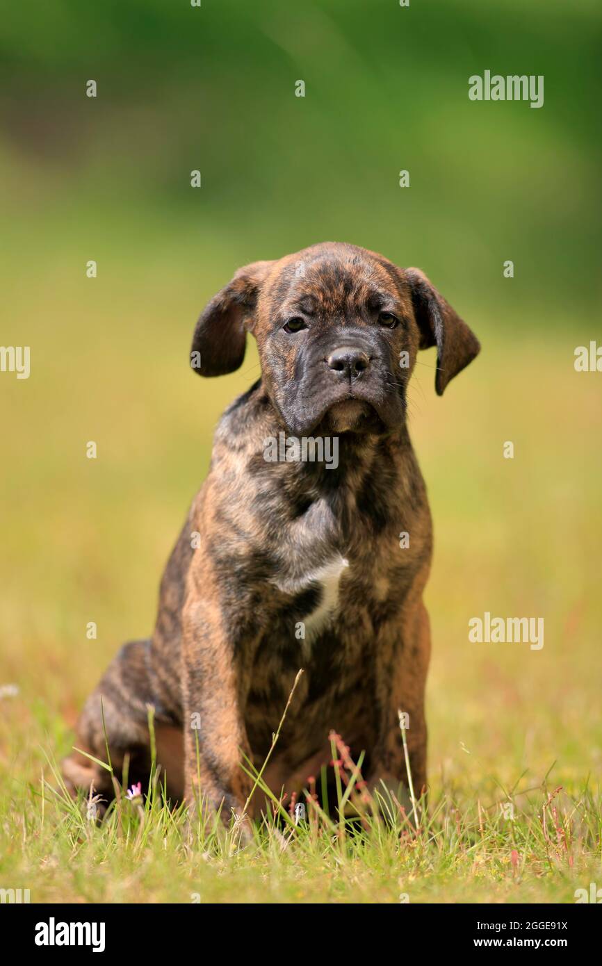 Pind fuldstændig Monarch Cane Corso Boxer mix Domestic dog (Canis lupus familiaris), puppy sitting  in the grass, Rhineland-Palatinate, Germany Stock Photo - Alamy