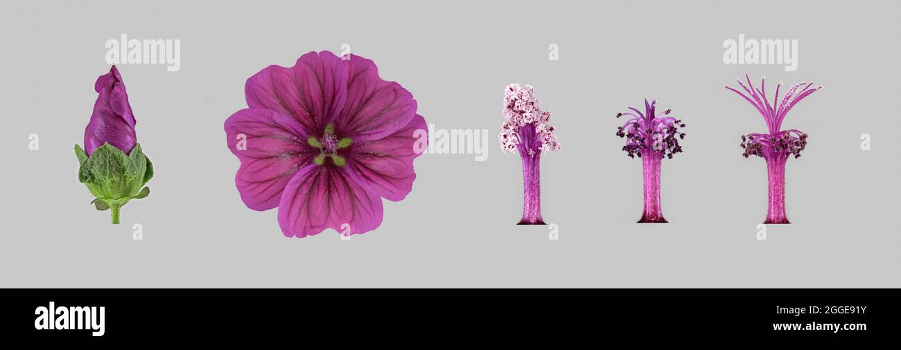 Moroccan wild mallow (Malva sylvestris subsp. subacaulis), bud, flower, ovary, pistil, male flowering phase, female flowering phase, photo panel Stock Photo