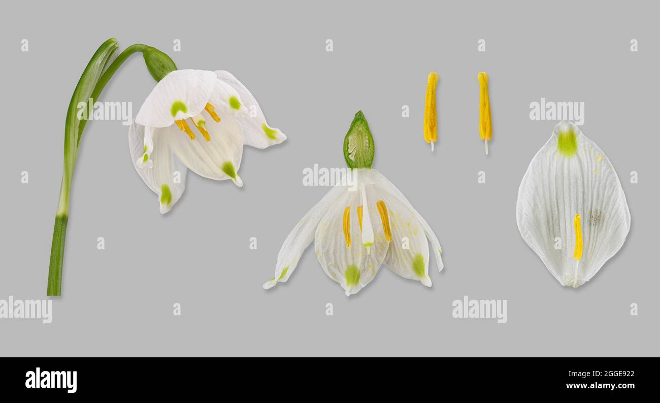 Spring snowflake (Leucojum vernum), flower, flower cut open, ovary, pollen leaf, photo panel, Germany Stock Photo