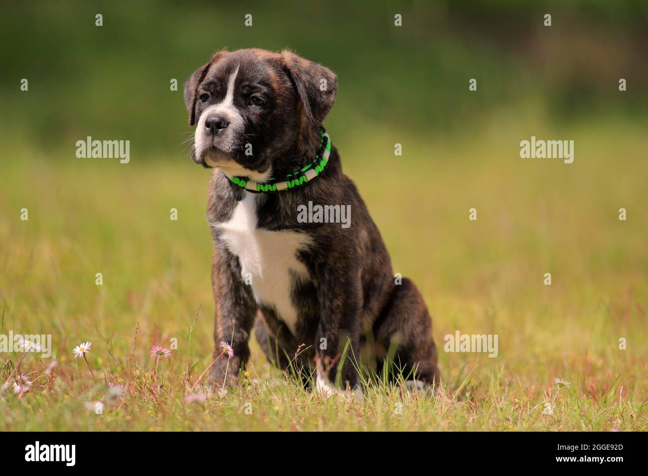 Cane Corso Boxer mix Domestic dog (Canis lupus familiaris), puppy sitting in the grass, Rhineland-Palatinate, Germany Stock Photo