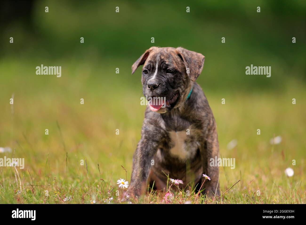 Cane Corso Boxer mix Domestic dog (Canis lupus familiaris), puppy sitting in the grass, Rhineland-Palatinate, Germany Stock Photo