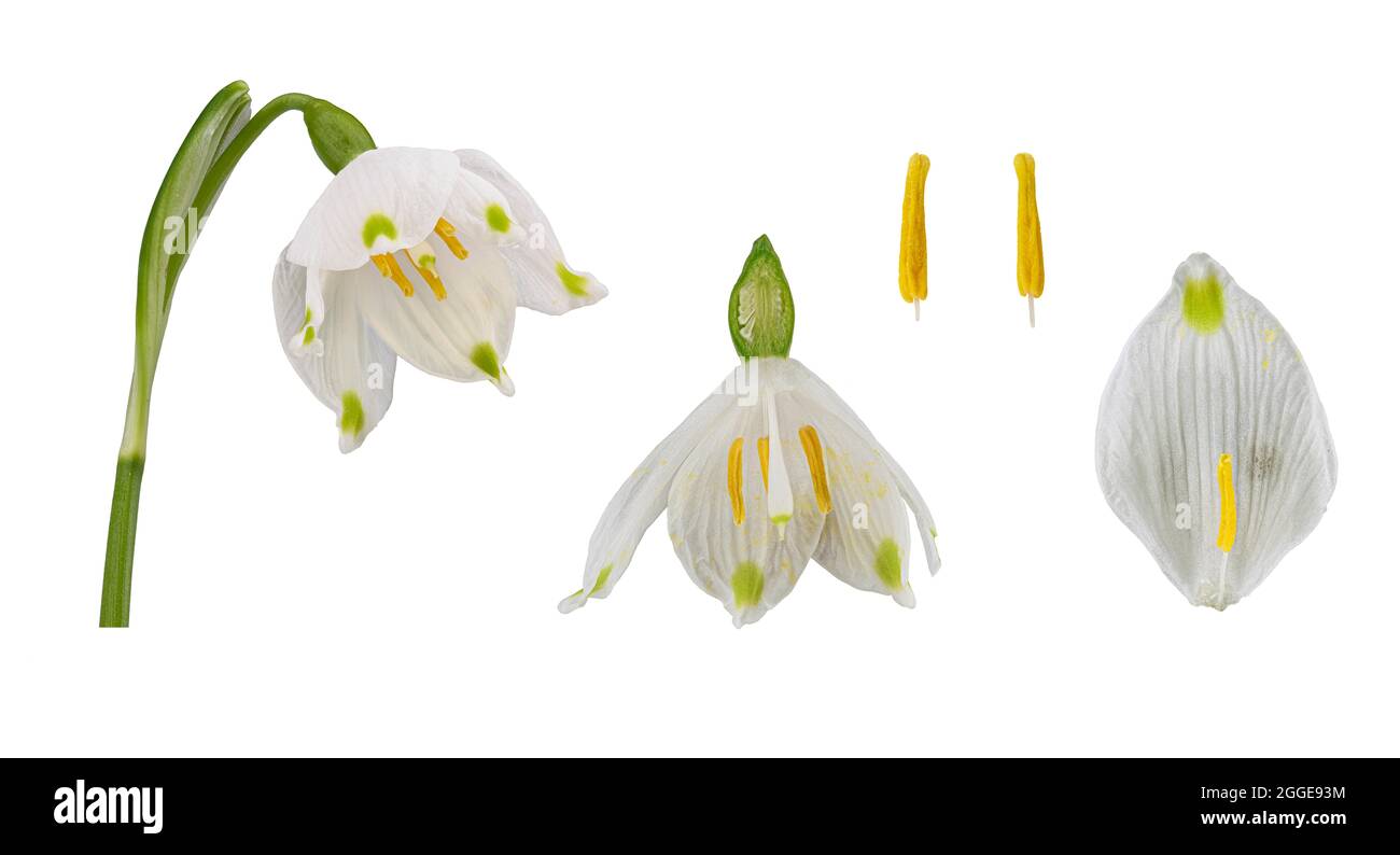 Spring snowflake (Leucojum vernum), flower, flower cut open, ovary, pollen leaf, photo panel, Germany Stock Photo