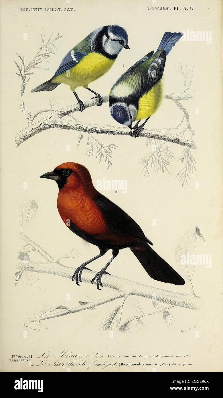 Universal Dictionary Of Natural History Paris Among The Editors Mm Renard Martinet Et Cie Rue And Hotel Mignon 2 Ecole De Medecine District And At Langlois And Leclercq Rue De La Harpe 81 Victor