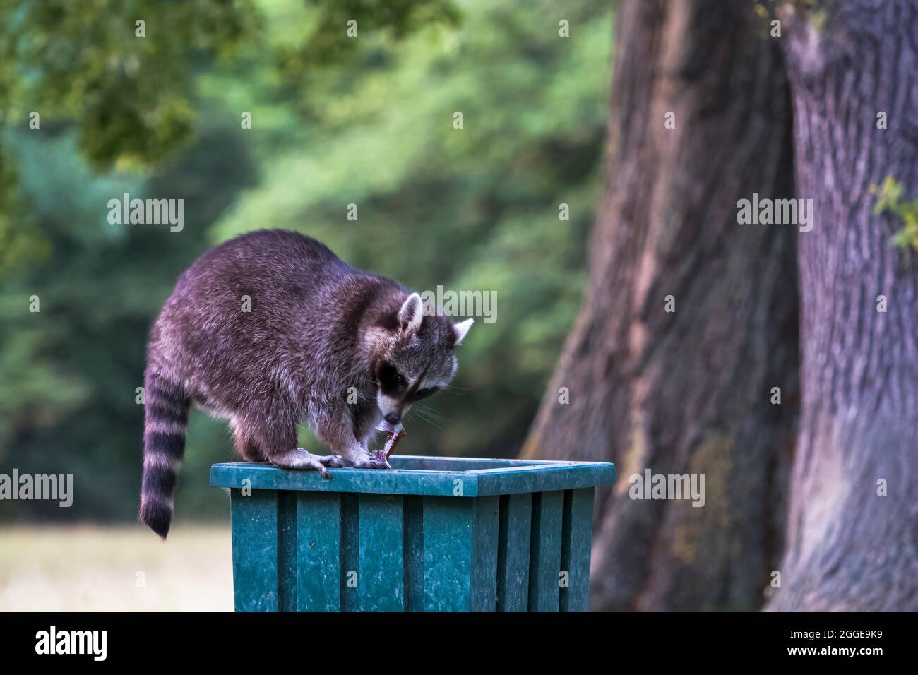 Raccoon (Procyon lotor) on litter bin in park, Hesse, Germany Stock