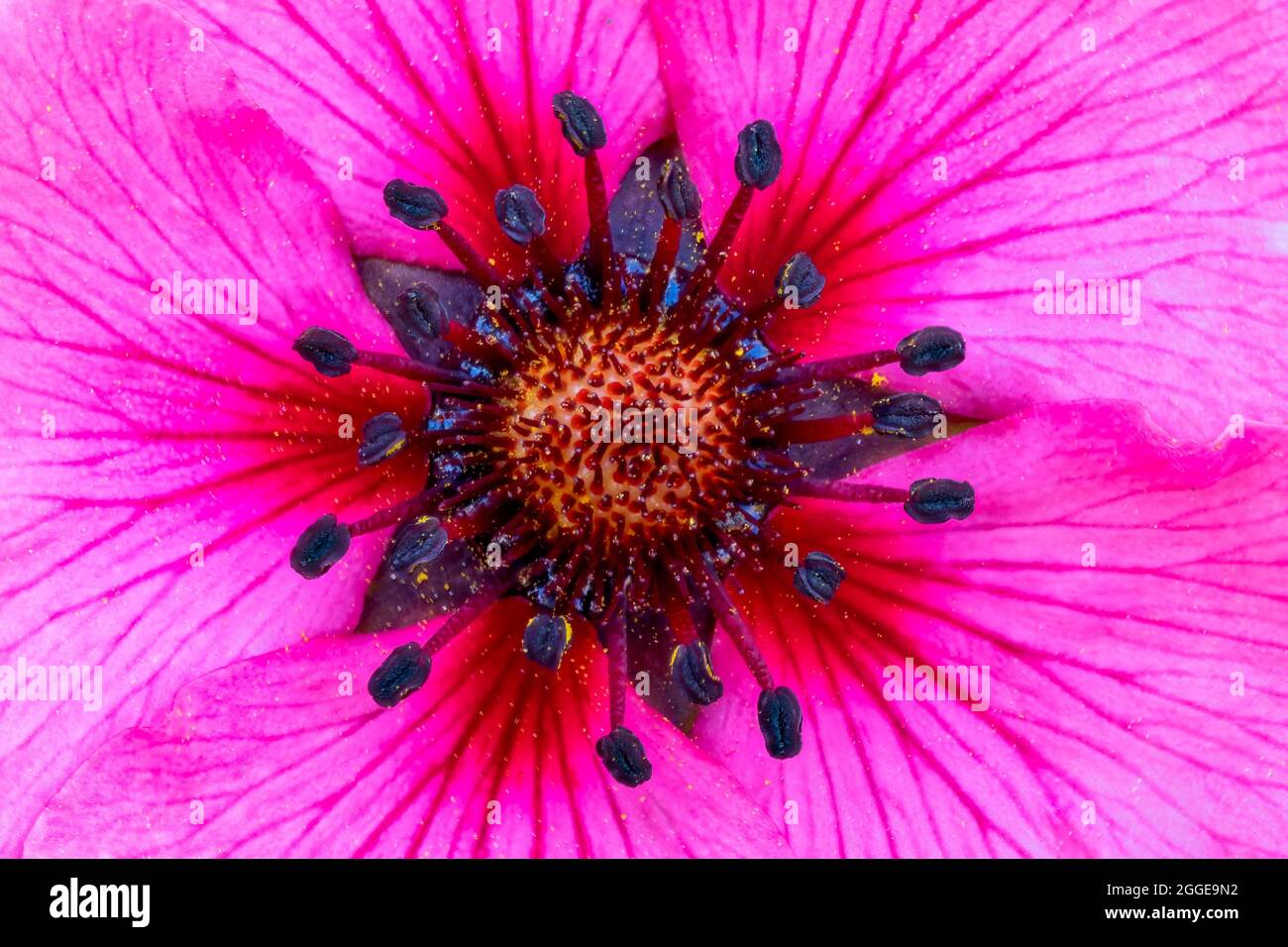 Dark crimson cinquefoil (Potentilla atrosanguinea), flower, detail, Hesse, Germany Stock Photo