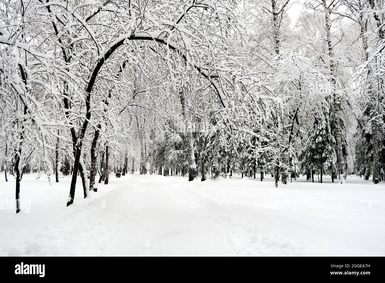 Winter Park Landscape with the Trees in the Snow Stock Photo - Alamy