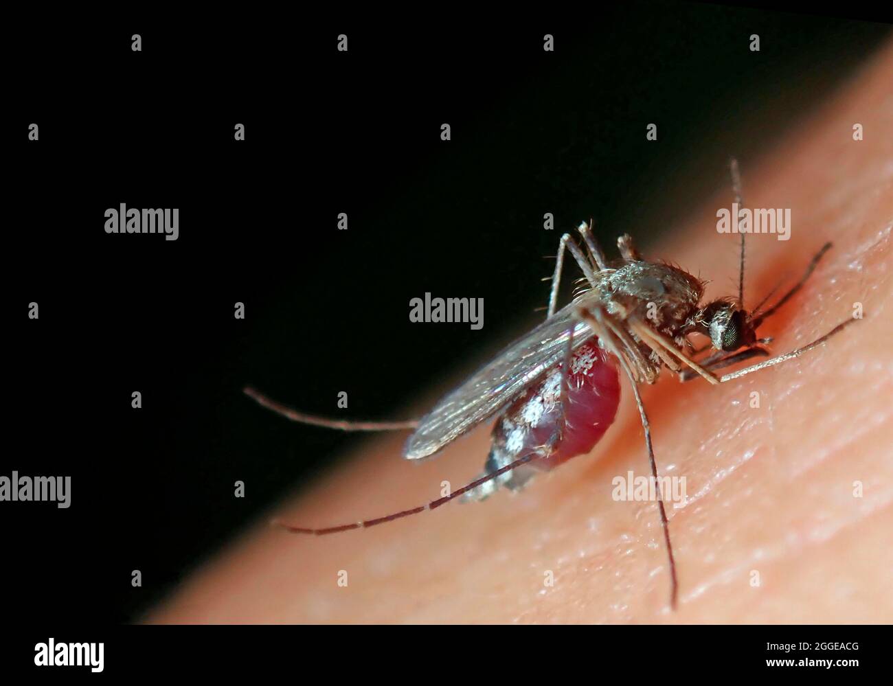 Northern house mosquito (Culex pipiens), female of the human-preferring London Underground mosquito (Culex pipiens molestus), bites a human and sucks Stock Photo