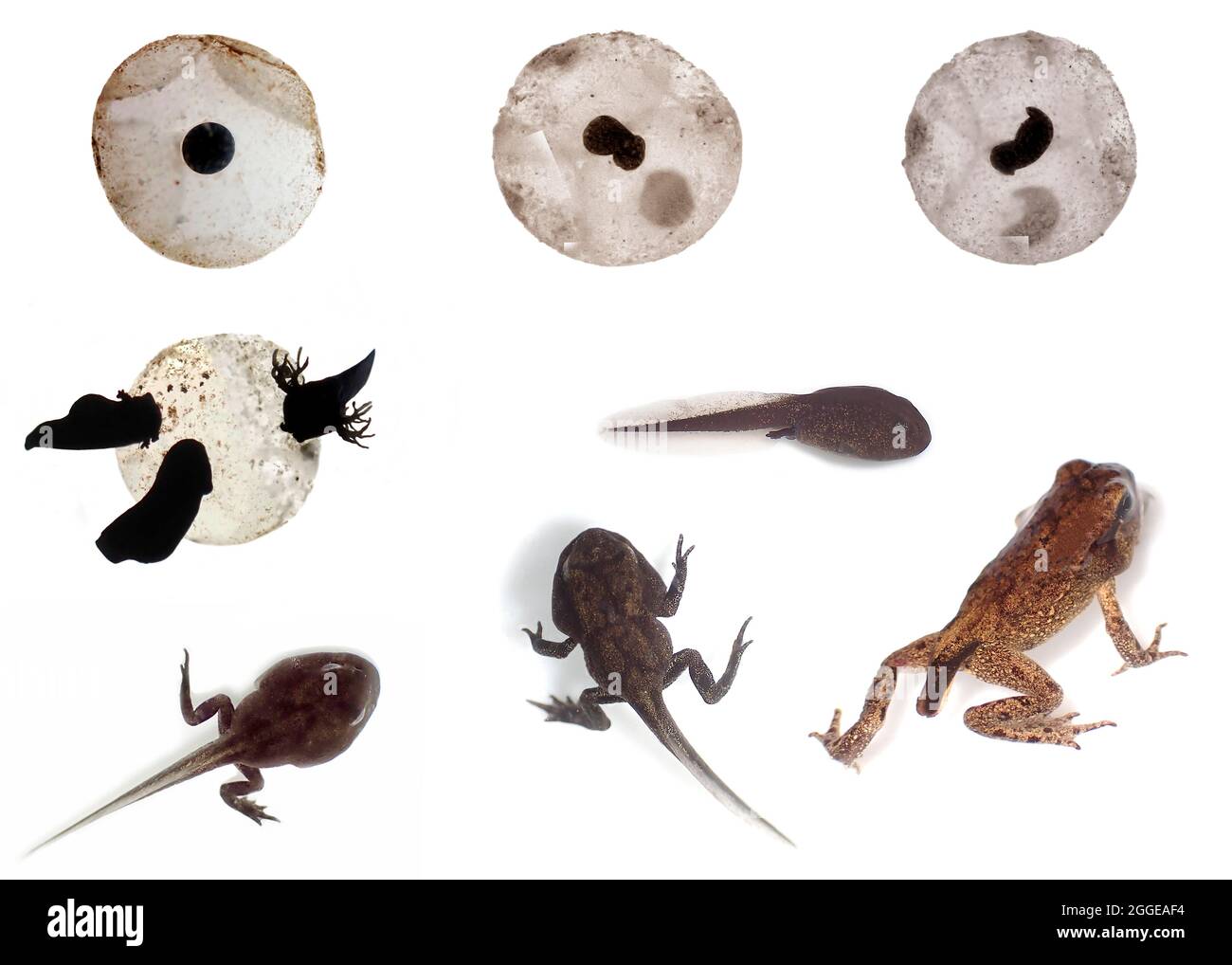 Life cycle frog from egg hires stock photography and images Alamy