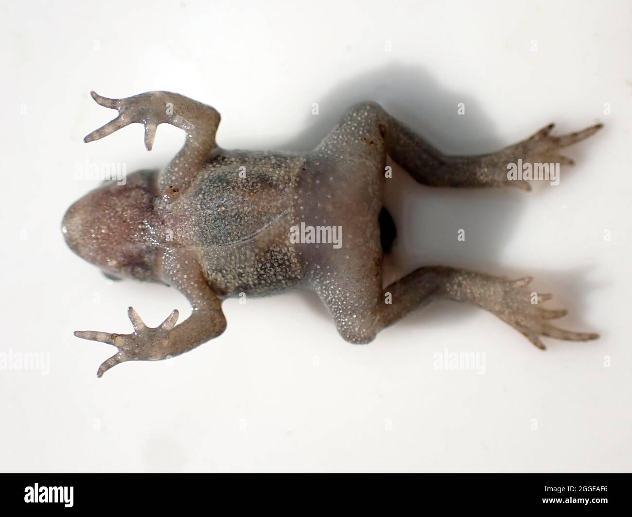 Small Common frog (Rana temporaria), after completed metamorphosis