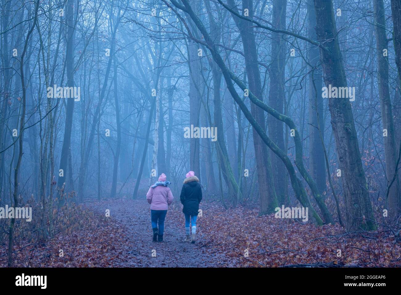 Forest walk through misty forest Stock Photo
