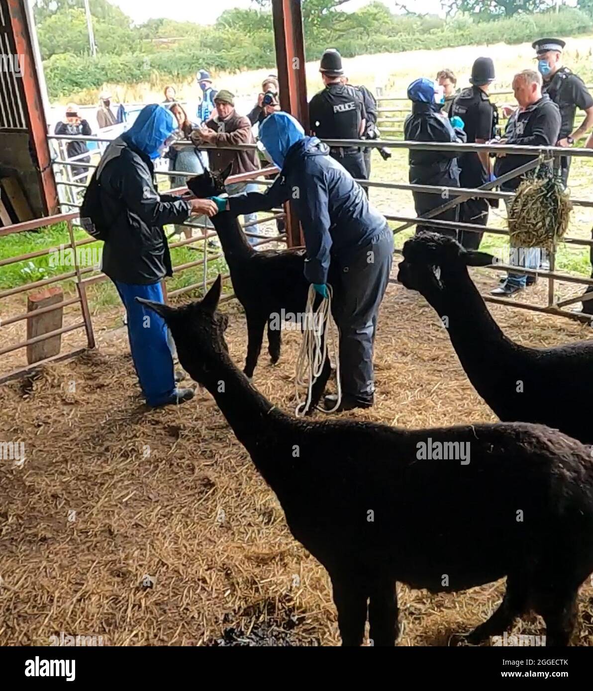 Workers from the Animal and Plant Health Agency (APHA), who arrived with a  police escort, surround Geronimo the Alpaca at Shepherds Close Farm in  Wooton Under Edge, Gloucestershire, before the animal was