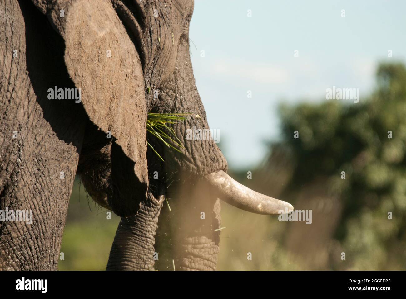 Ear, tusk and curled trunk of African Bush Elephant (Loxodonta africana