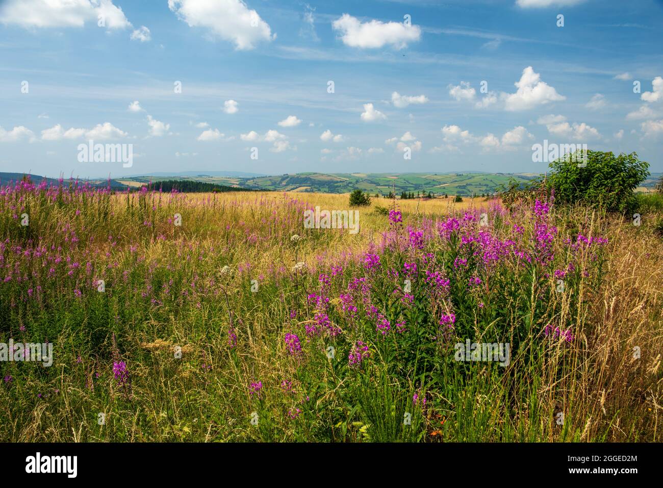 Sea of purple fireweed on Bury Ditches on the south Shropshire Hills, West Midlands, England Stock Photo