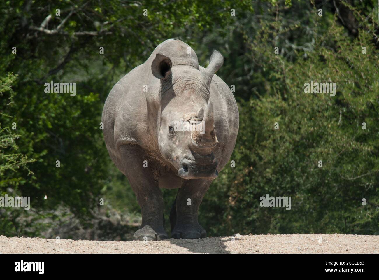 Large Southern White Rhinoceros (Ceratotherium simum simum) facing camera with green trees and bushed behind. Kruger National Park, South Africa. Stock Photo