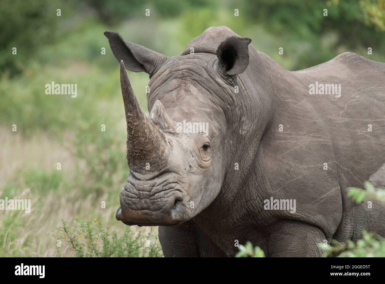 Head and shoulders of large Southern White Rhinoceros (Ceratotherium simum simum) with green vegetation behind. Kruger National Park, South Africa. Stock Photo