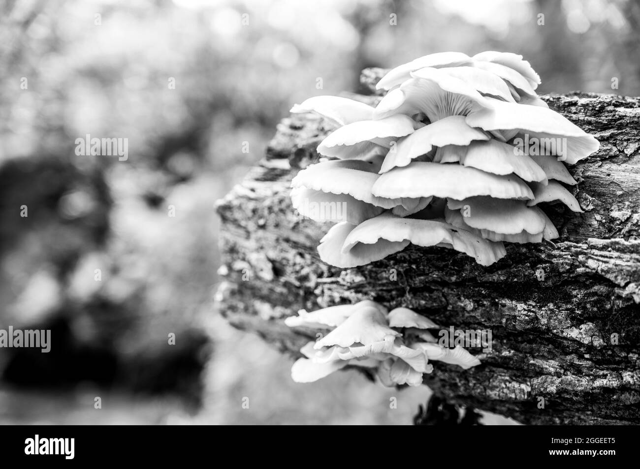 White Oyster Mushrooms growing on a decaying log in a forest Stock Photo
