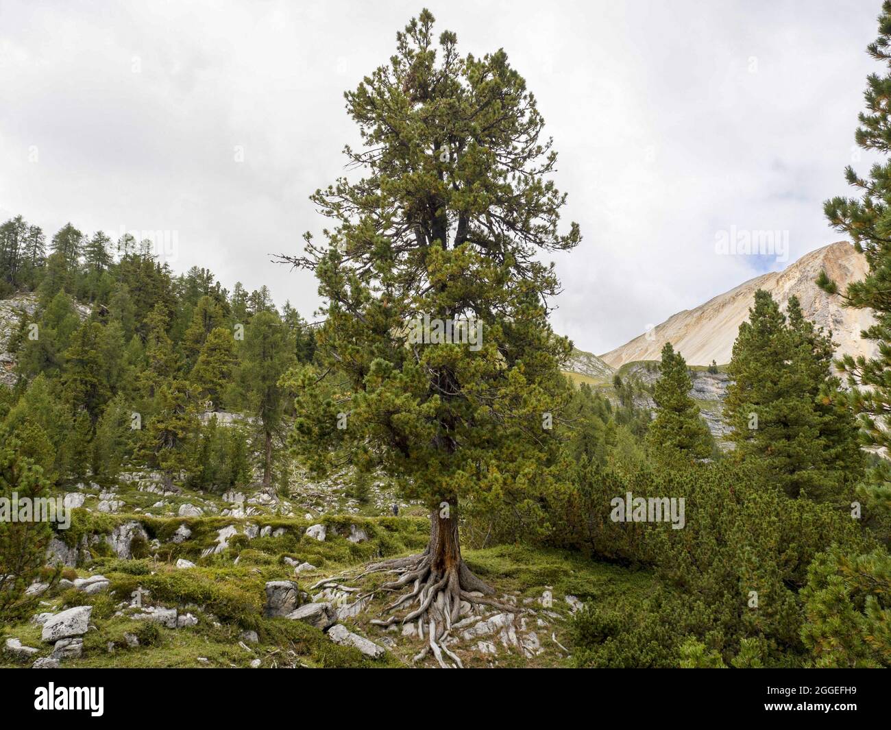 fanes tree with roots on a rock in dolomites mountains panorama ...