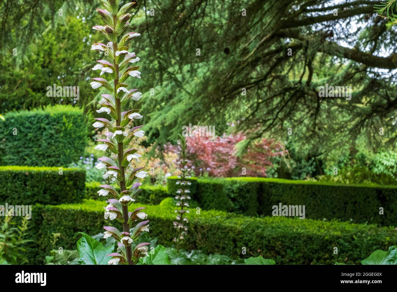 Large tall green hedge hi-res stock photography and images - Alamy