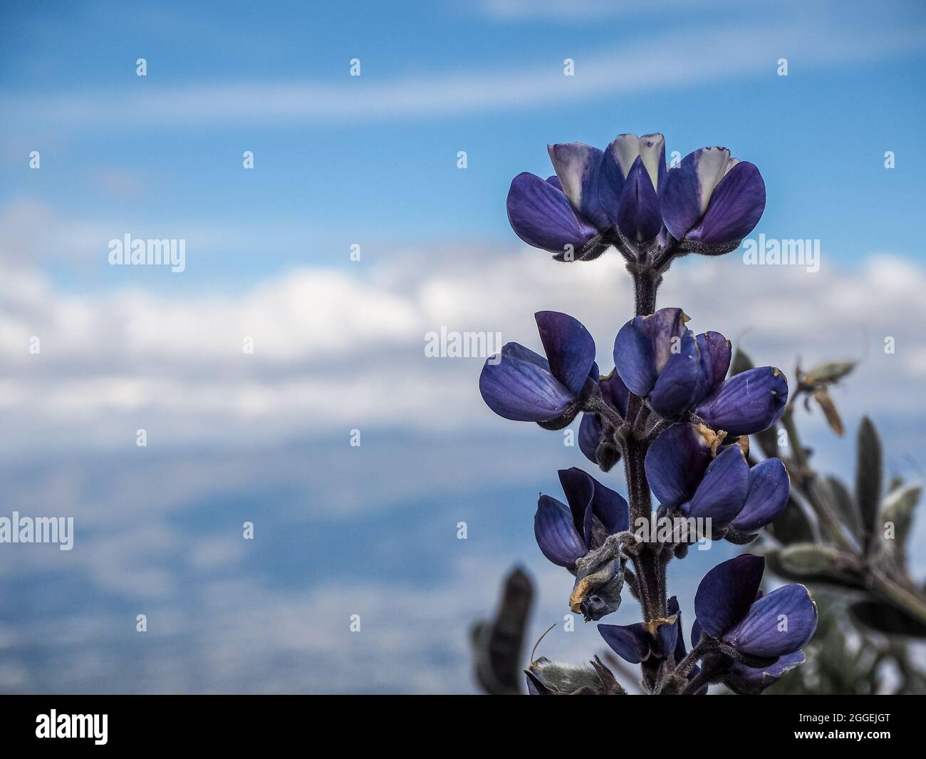 Selective focus of purple Lupine flowers in the field against a blurred ...