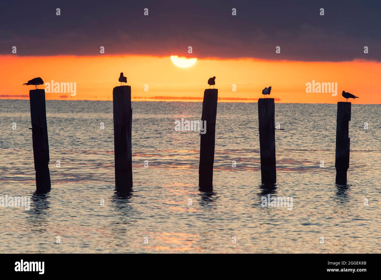 Gulls atop pilings at sunrise at North Beach, Maryland Stock Photo