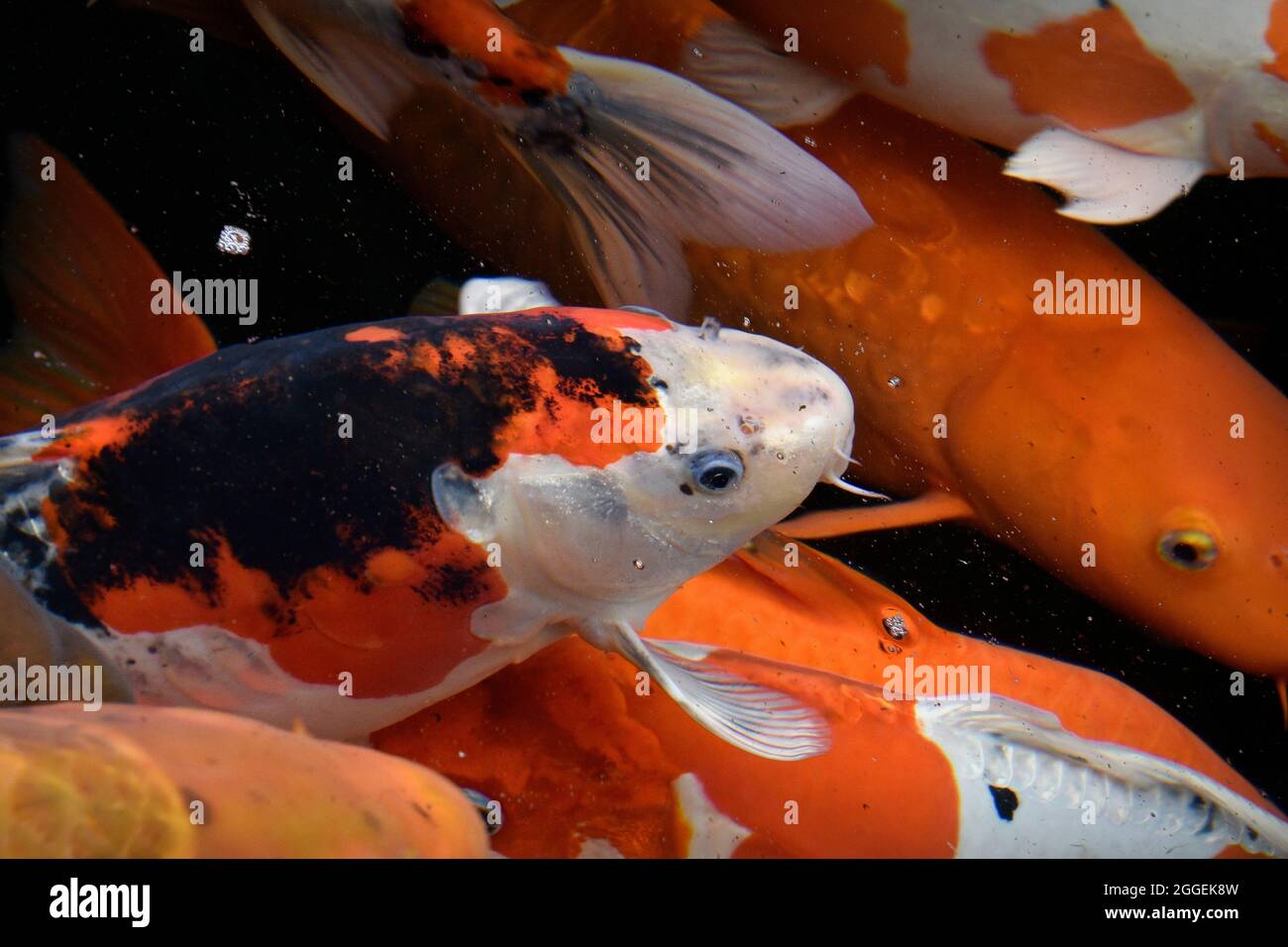 Zen aquarium hires stock photography and images Alamy