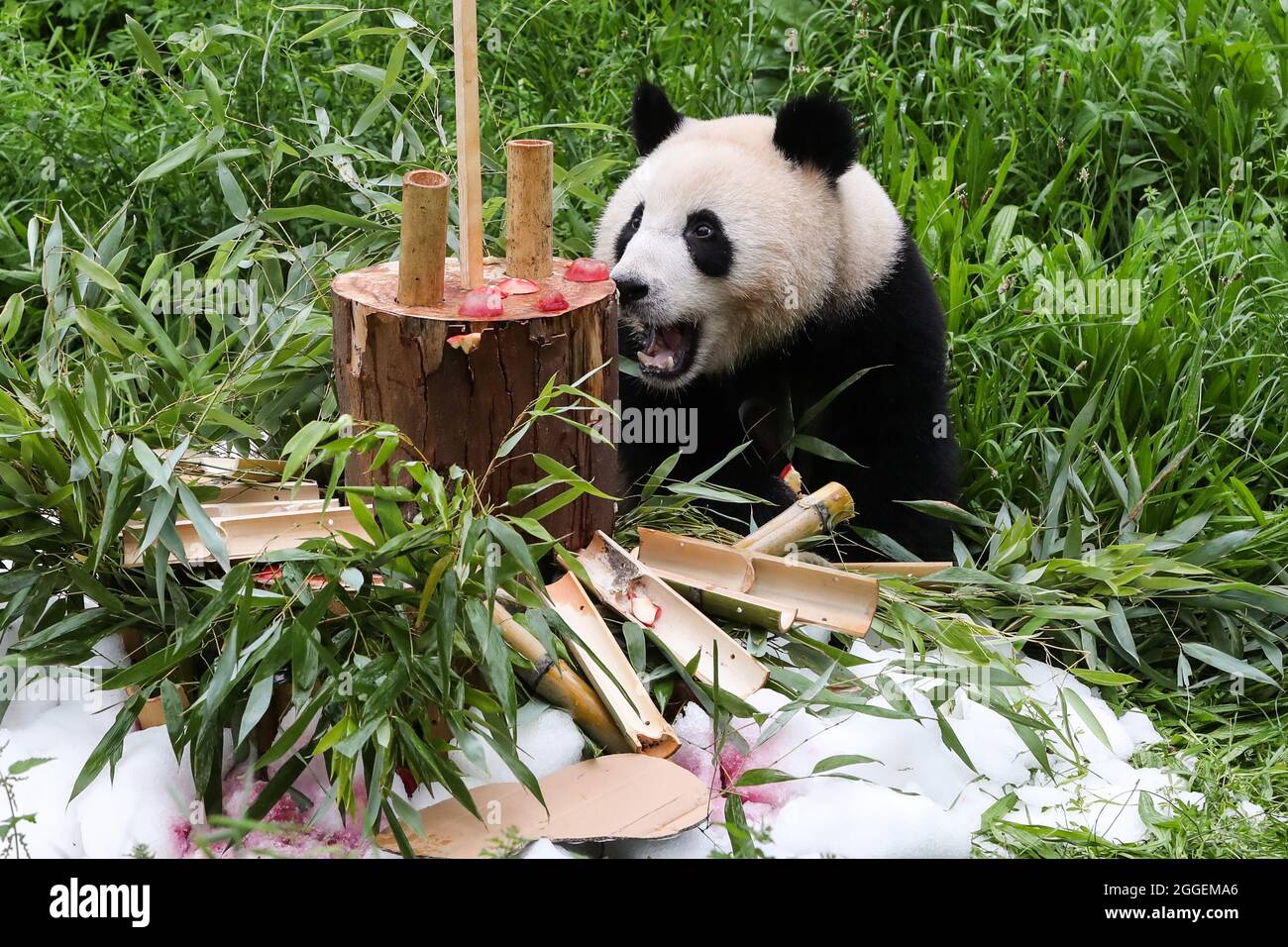 Berlin, Germany. 31st Aug, 2021. Giant panda Meng Yuan enjoys a 