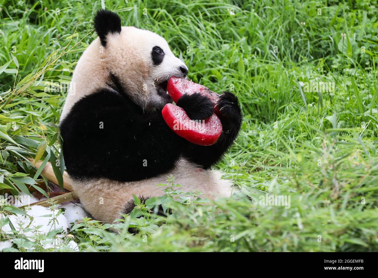 Berlin, Germany. 31st Aug, 2021. Giant panda Meng Xiang enjoys a 