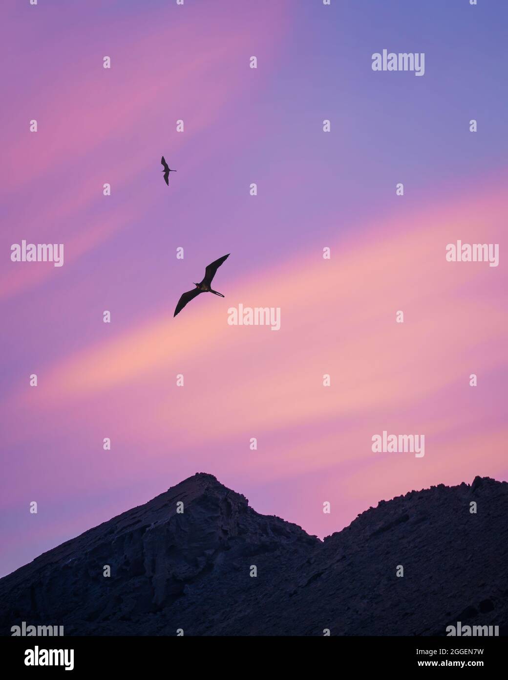 Great Frigatebirds soar amidst morning twilight color in the Galápagos Islands Stock Photo