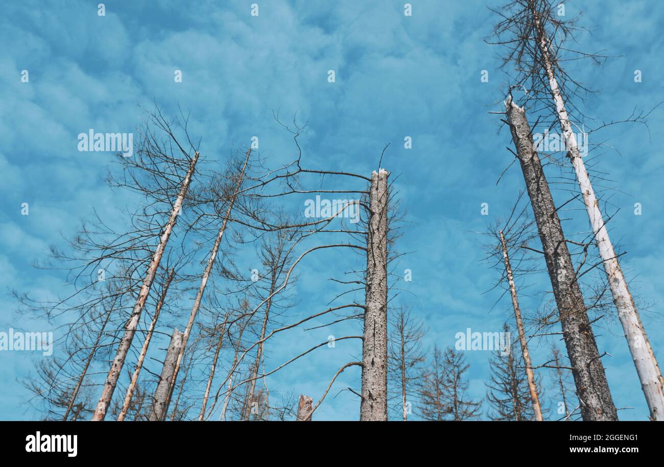 Forest photography with beautiful trees and walk paths Stock Photo - Alamy