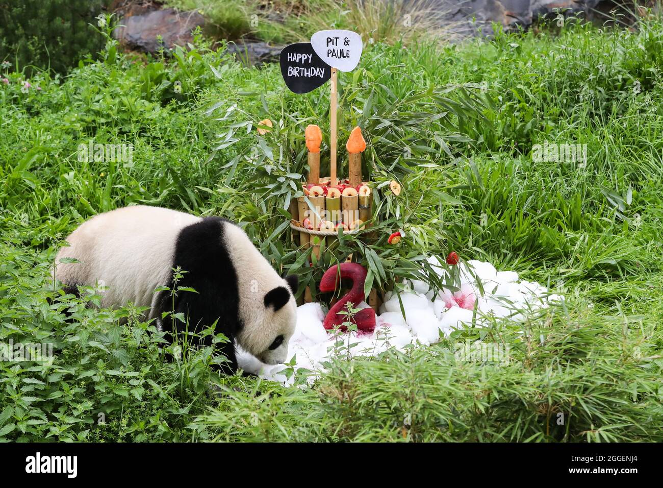 Berlin, Germany. 31st Aug, 2021. Giant panda Meng Yuan is seen near a 