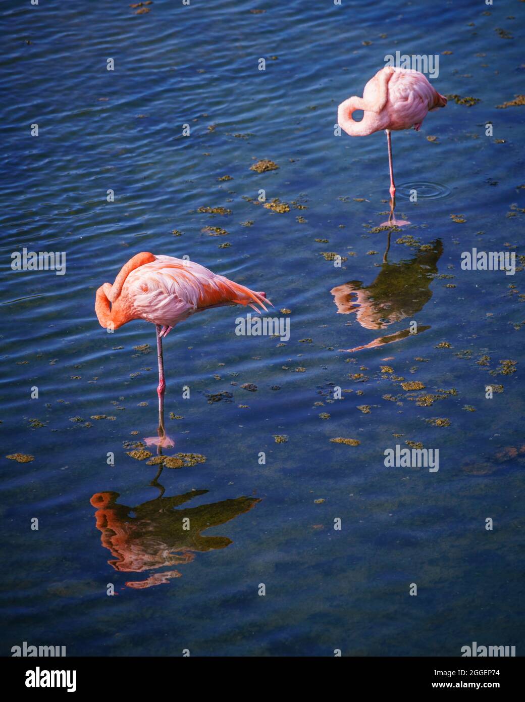 American flamingos in the Galápagos Islands Stock Photo