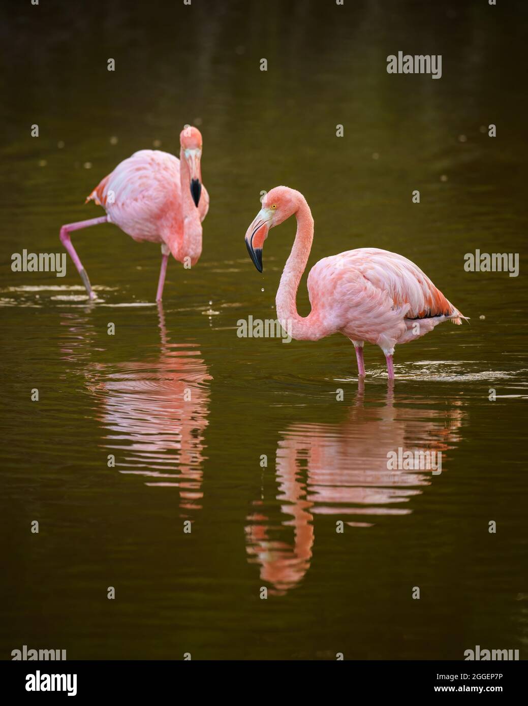 American flamingos in the Galápagos Islands Stock Photo