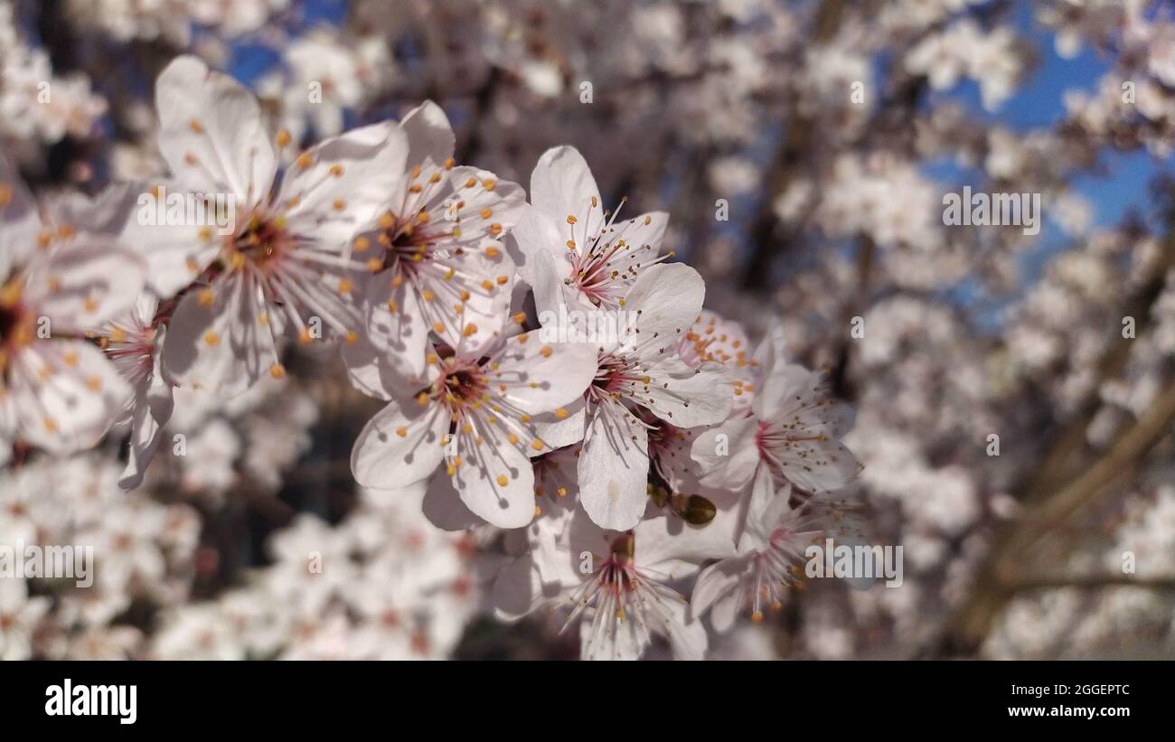 Cherry blossom flowers, genus Prunus or Prunus Cerasus Stock Photo