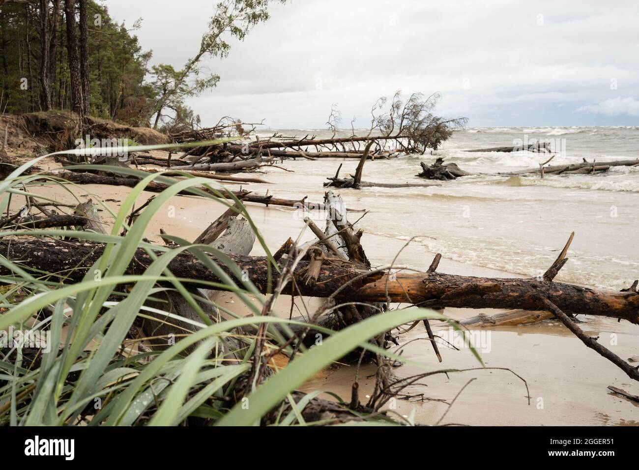 Windy morning on the beach with  fallen trees Stock Photo