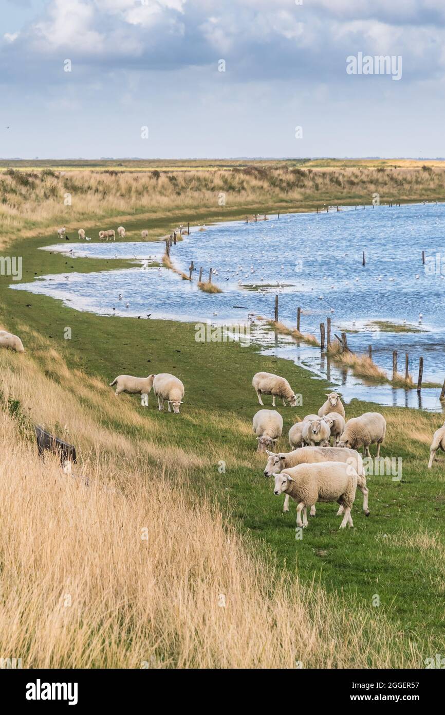 Sheep grazing on the sea dike of the North Sea in Denmark. Wadden Sea in Germany, Denmark and Netherlands is Unesco World heritage. Vertical. Stock Photo