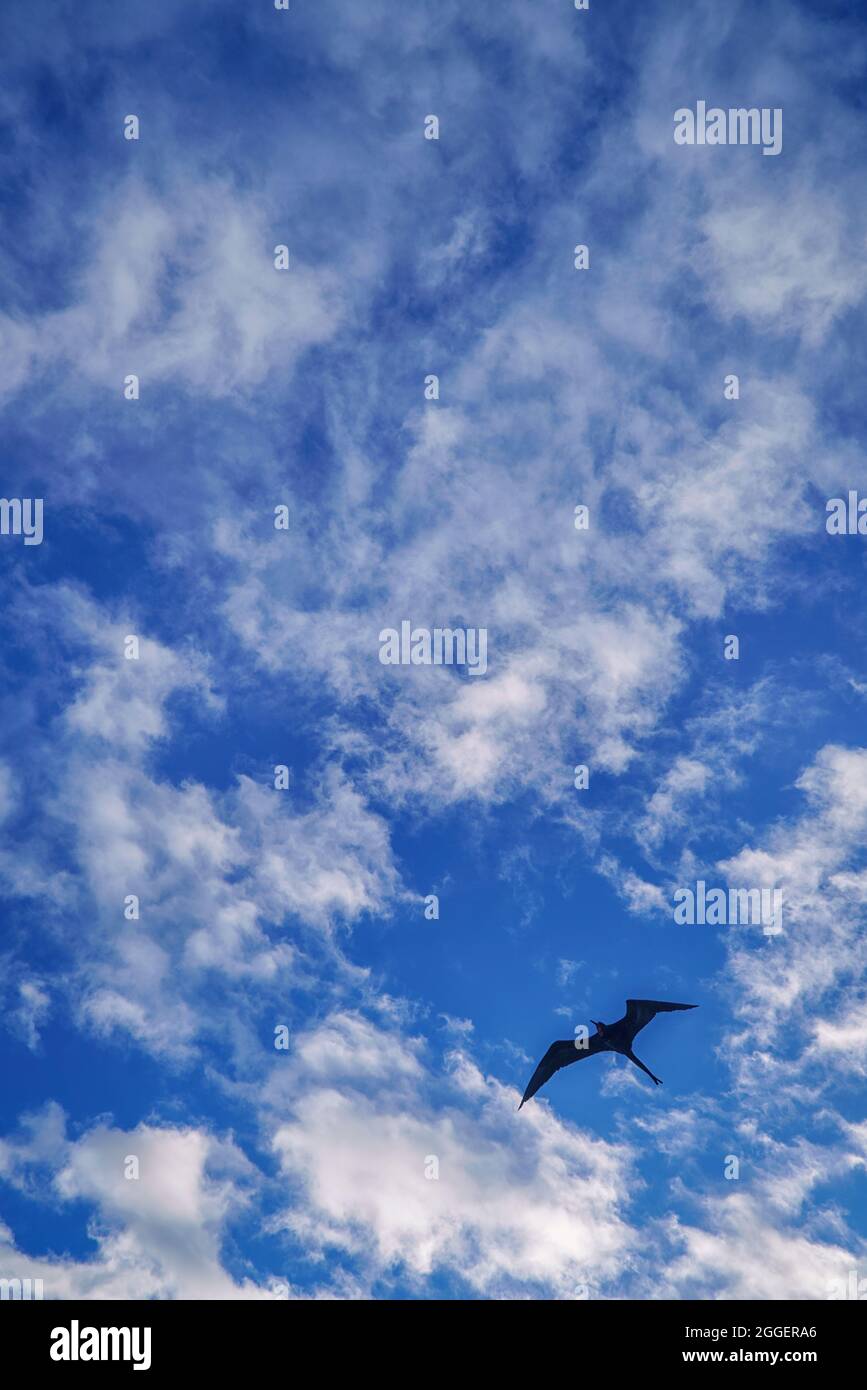 Single Magnificent Frigate Bird (Fregata magnificens) soaring in a blue summer sky Stock Photo