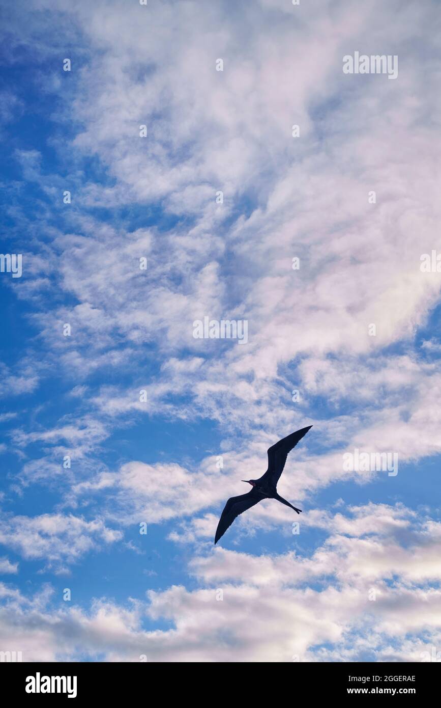 Single Magnificent Frigate Bird (Fregata magnificens) soaring in a blue summer sky Stock Photo