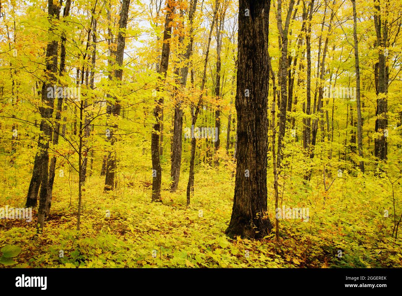 Autumn color in Pictured Rocks National Lakeshore Stock Photo - Alamy