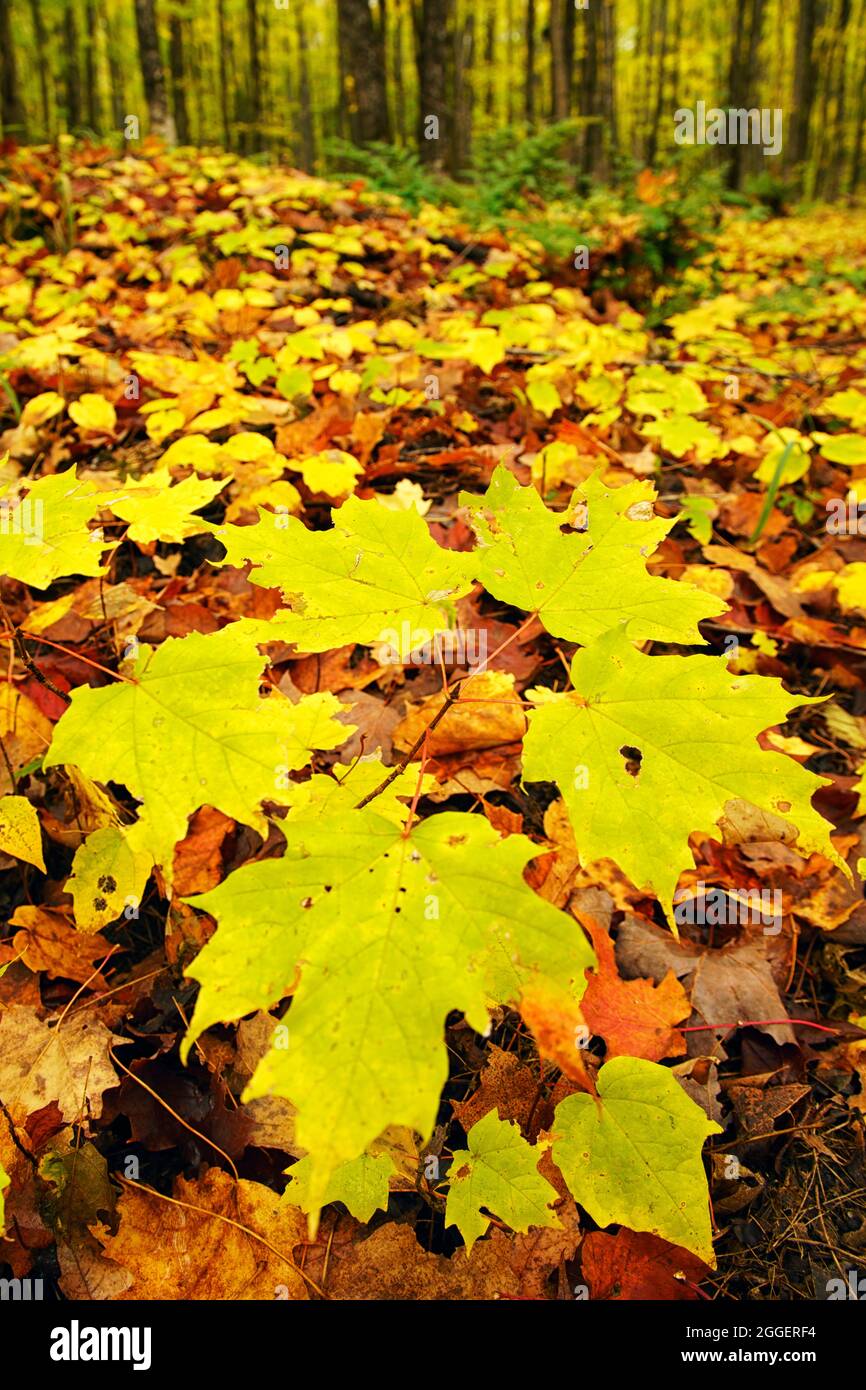 Autumn color in Pictured Rocks National Lakeshore Stock Photo - Alamy