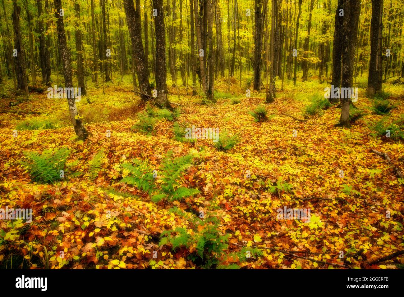 Autumn color in Pictured Rocks National Lakeshore Stock Photo - Alamy